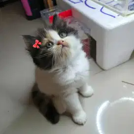 Kucing lucu Betina Mix peaknose persia