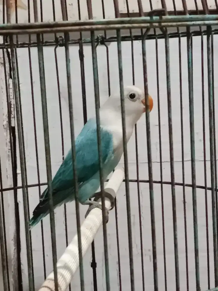 Lovebird biola blue