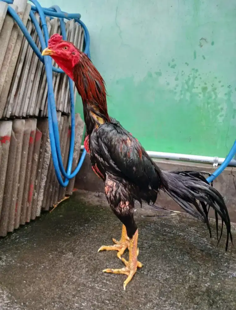 Ayam jago bangkok