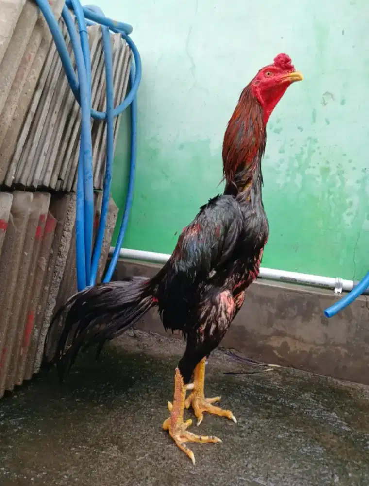 Dijual ayam bangkok