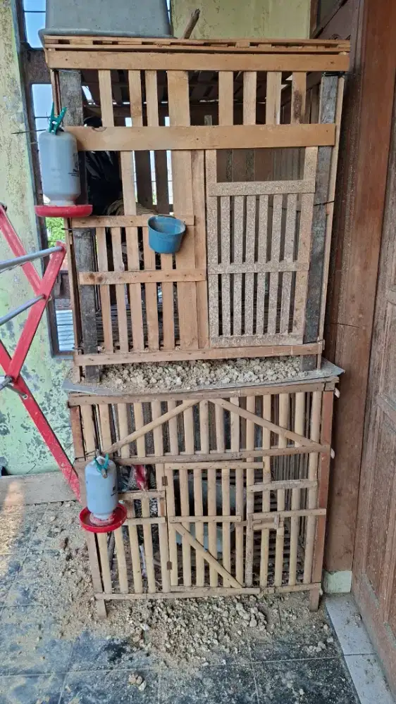 Jual cepat 2 ayam pelung beserta 2 kandangnya