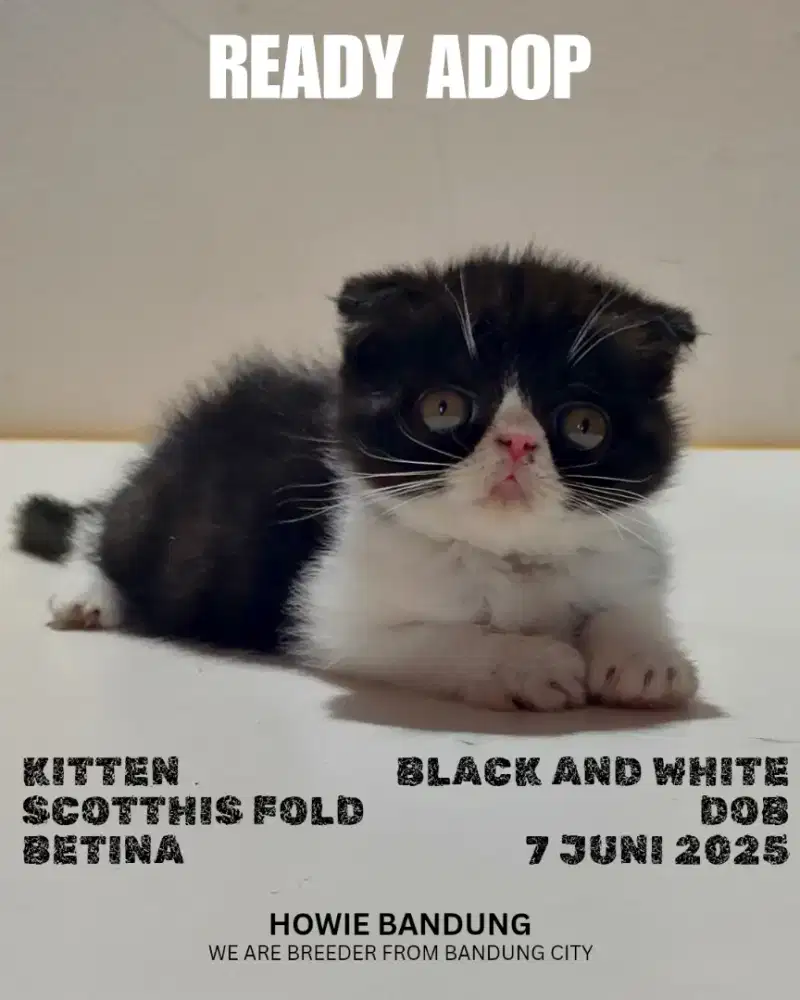 Kitten Scottish Fold Betina