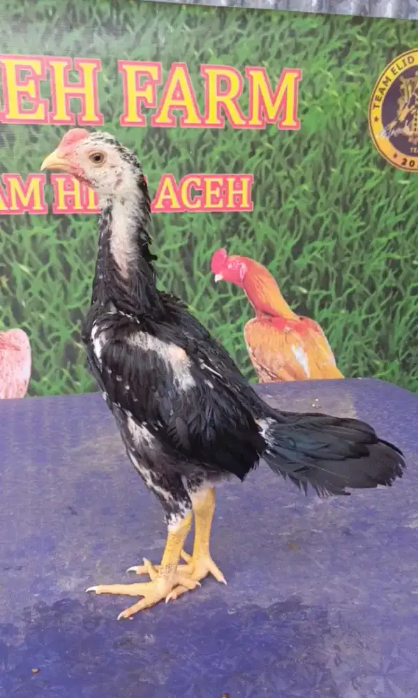 Ayam siam murni LHK