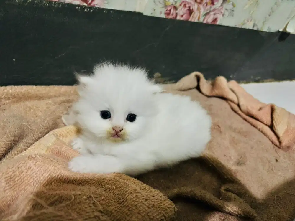 Kitten persia radgoll