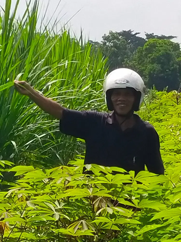 BIBIT RUMPUT BIO GRASS