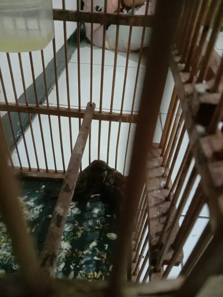 Burung gereja (burger) 2 ekor jinak borongan lepas loloh
