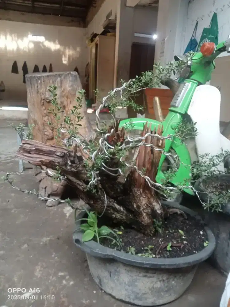Bonsai santigi saumlaki