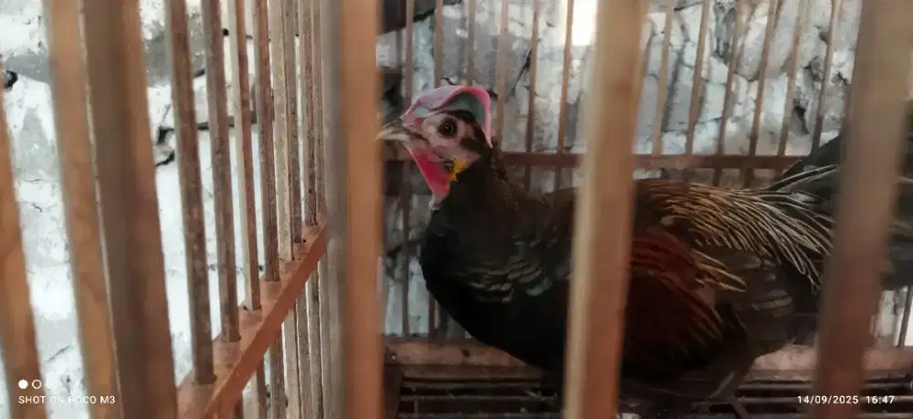 Jual ayam hutan hijau