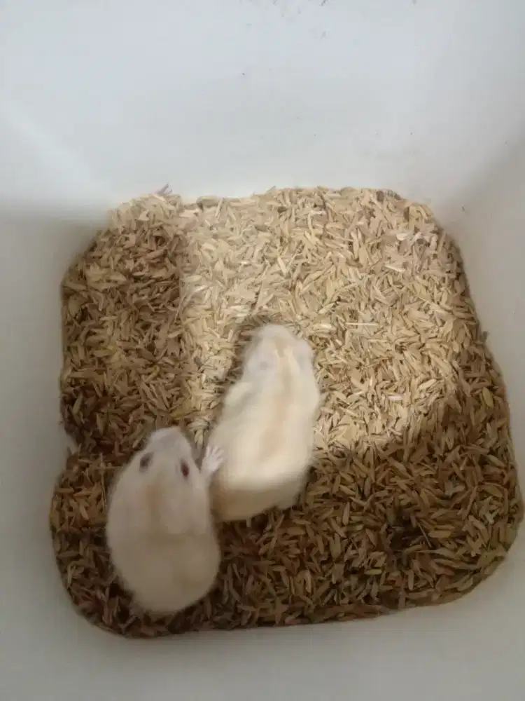 Hamster winter white
