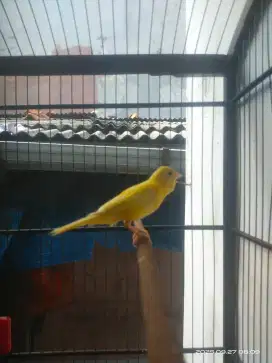 Kenari kuning extra joss