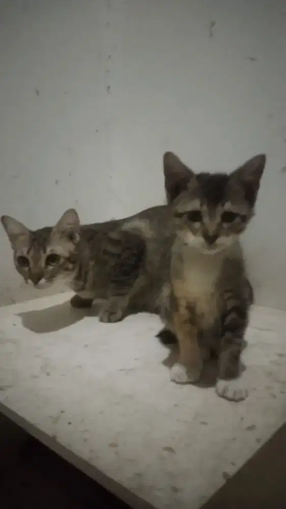 Induk kucing mujair dan anakan tinggal jantan GRATIS