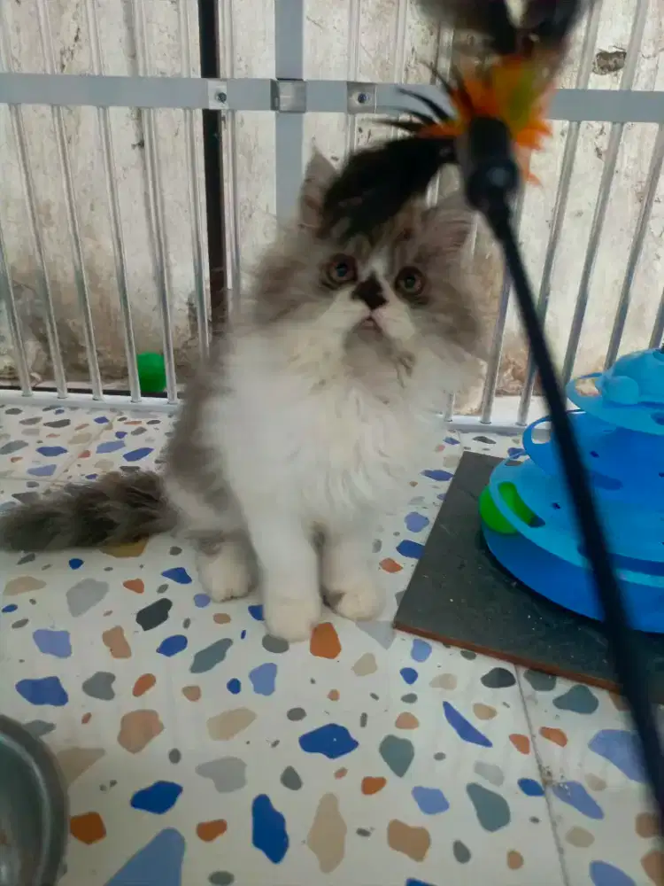 Kucing persia kitten