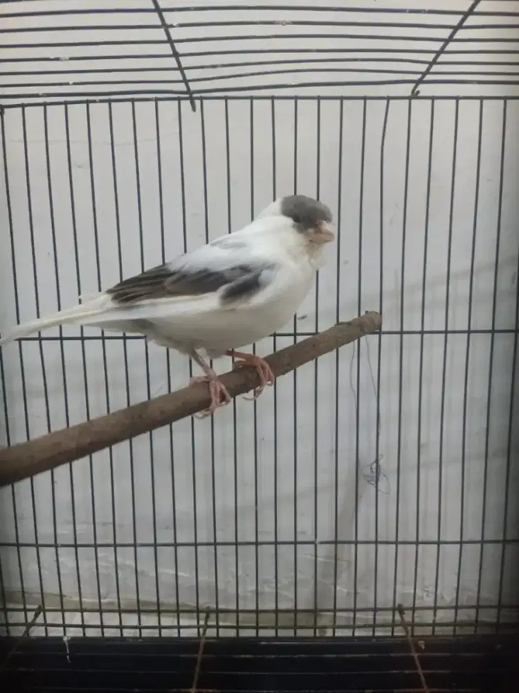 Burung kenari panda f1 big bon