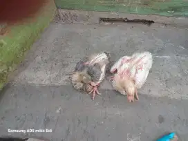 Jual anakan burung pos