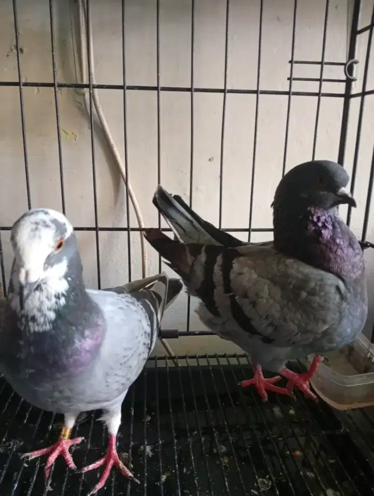 Merpati pengantin baru