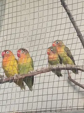 Sepasang love bird + 2anakan