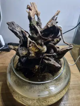 Paludarium Mini