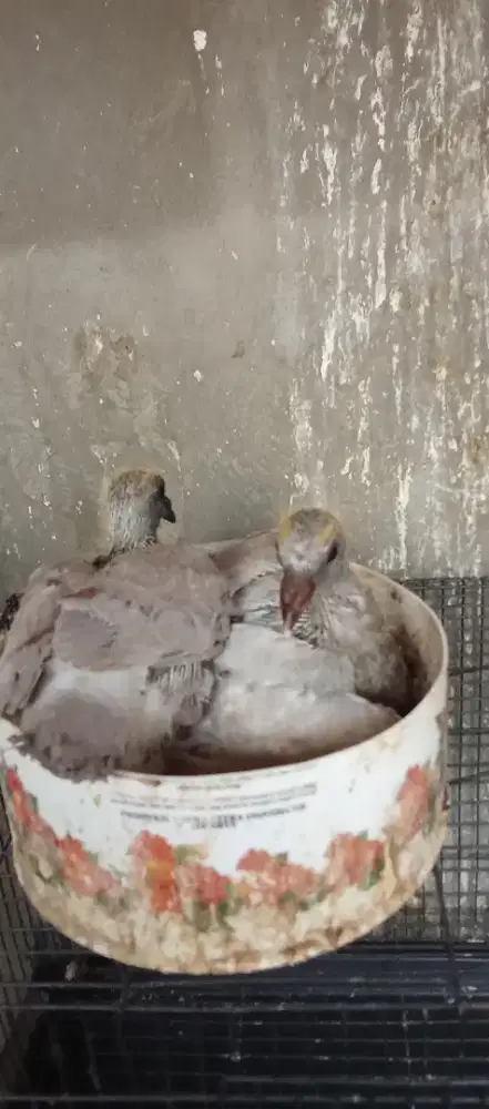 Merpati pos piyik