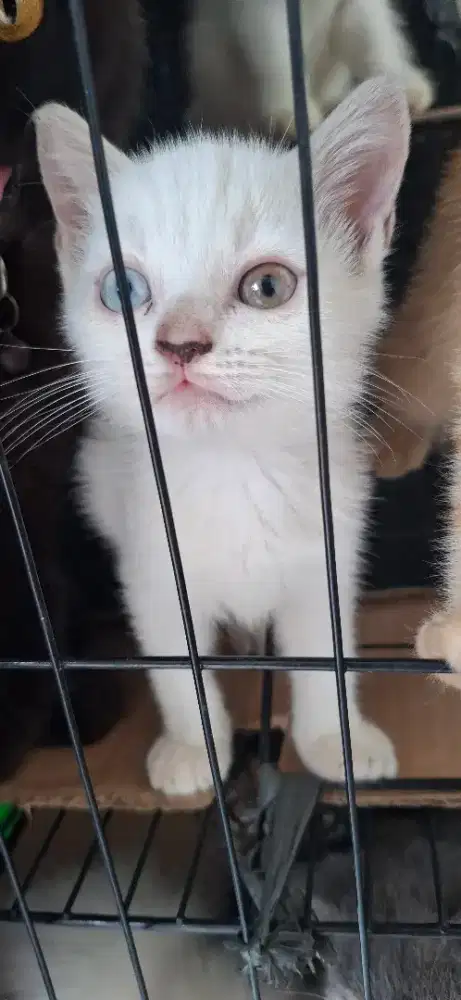 Anak Kucing Persia Bulu Pendek (Odd Eye)