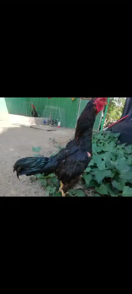 Ayam Bangkok bulbi