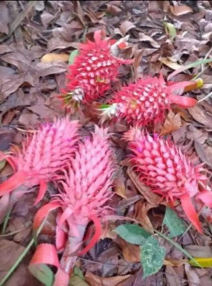 Jual nanas muda / nanas merah