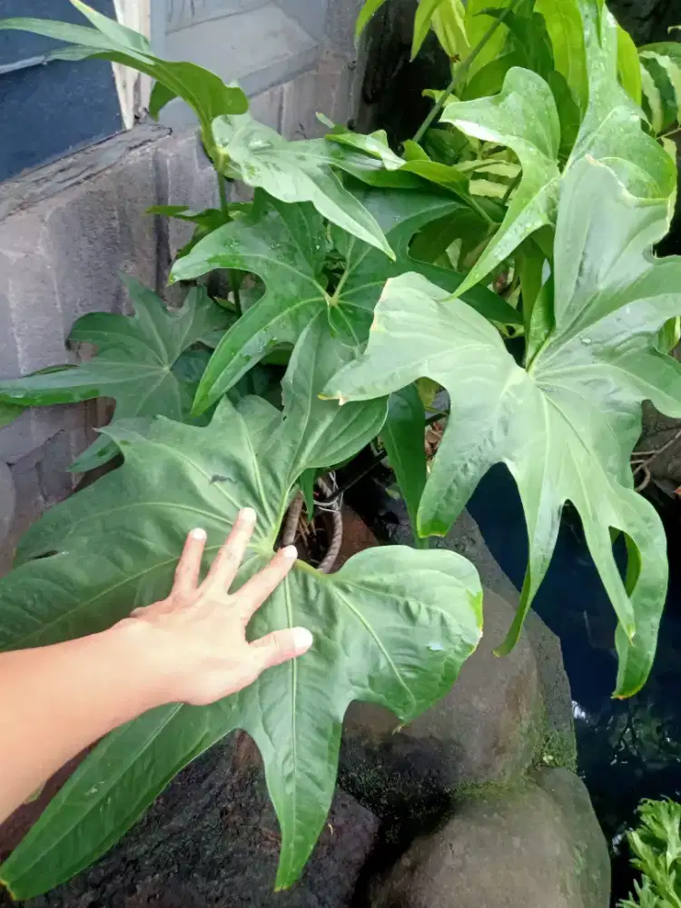 Anthurium jari big size
