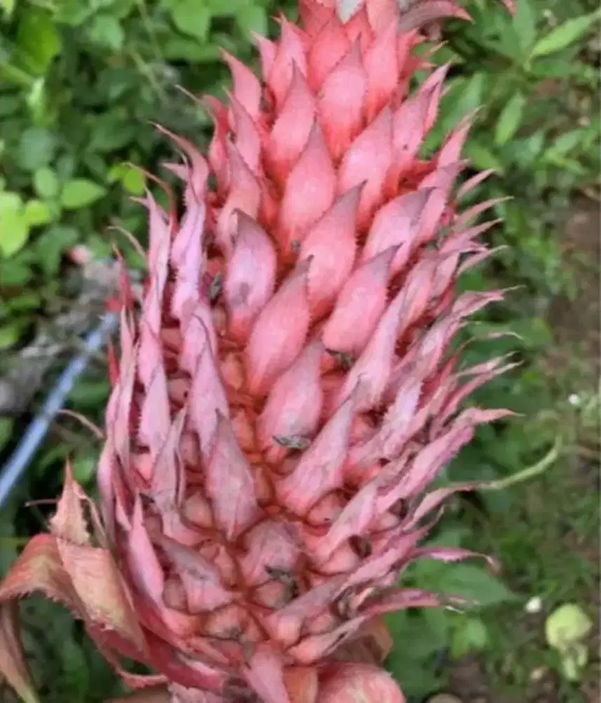 Jual nanas merah / nanas muda segar