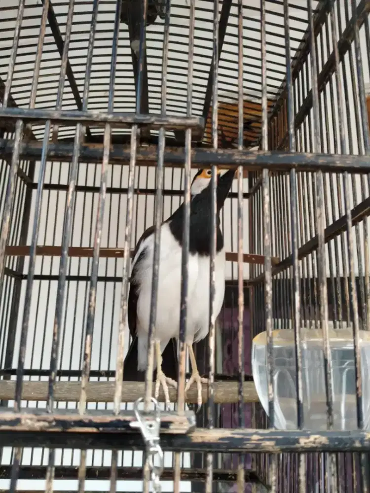 Jual burung murai jalak suren camperling jual cepat BU