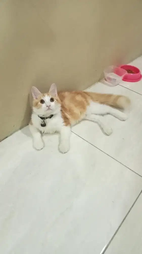 Lepas adopt persia medium