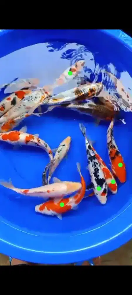 Ikan koii hiass
