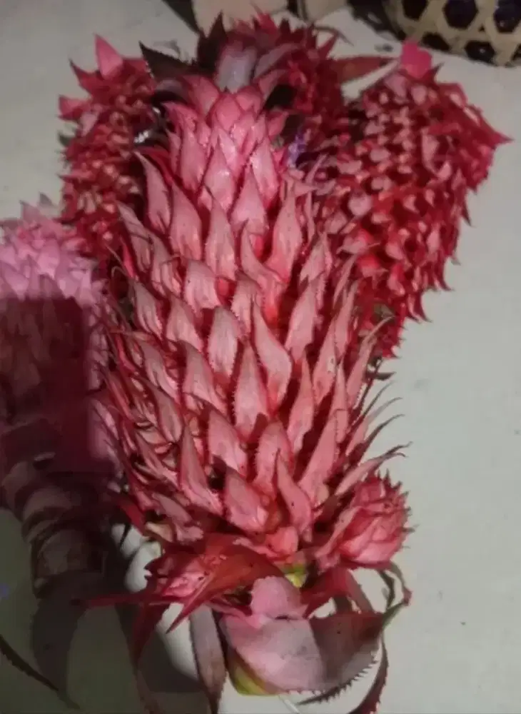 Jual buah nanas muda / nanas merah