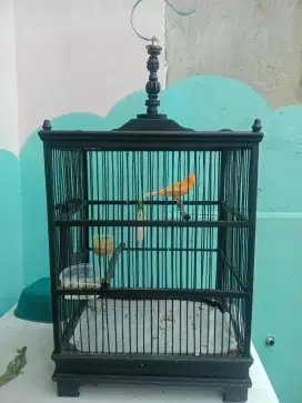 Kenari dan gelatik rajin bunyi fs