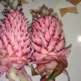 Jual buah nanas merah / nanas muda segar