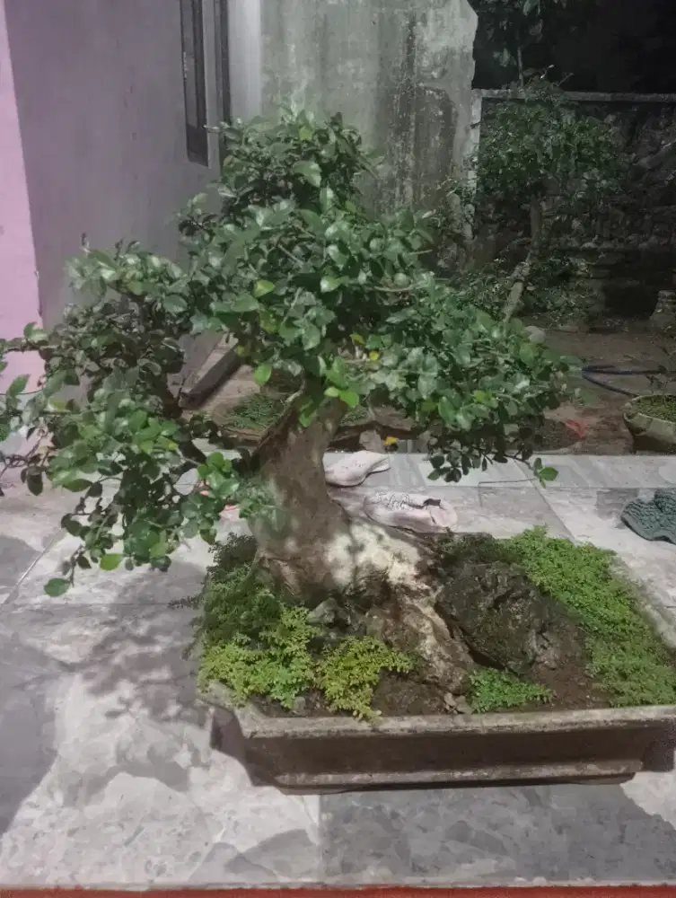 Di Jual Bonsai Serut