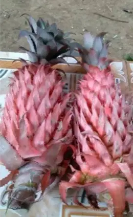 Buah nanas muda segar
