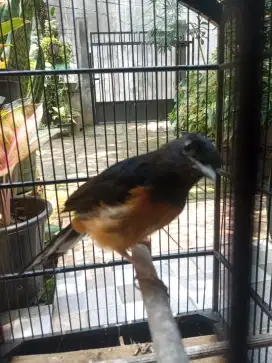Murai betina siap