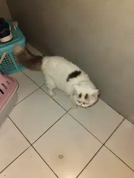Kucing Peaknose jantan
