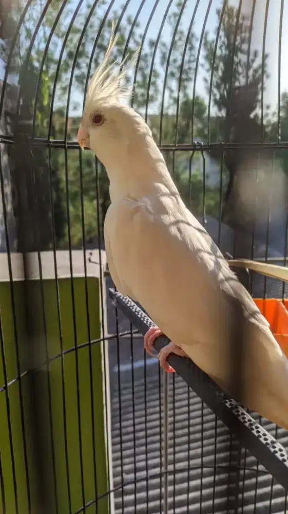 Falk albino mm betina
