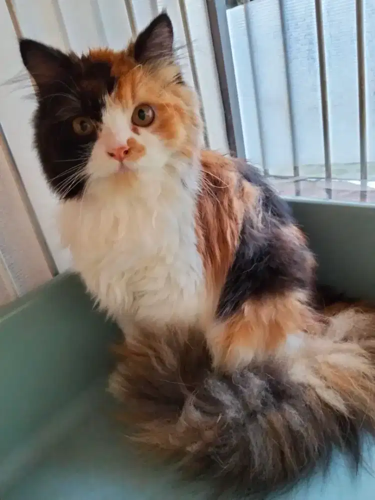 Kucing Persia flatnose