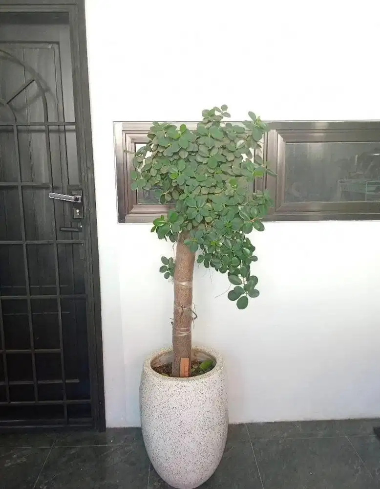 Bonsai Dolar Murah Tanaman