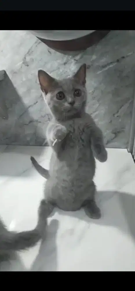 Kucing bsh munckin British shorthair betina kaki pendek