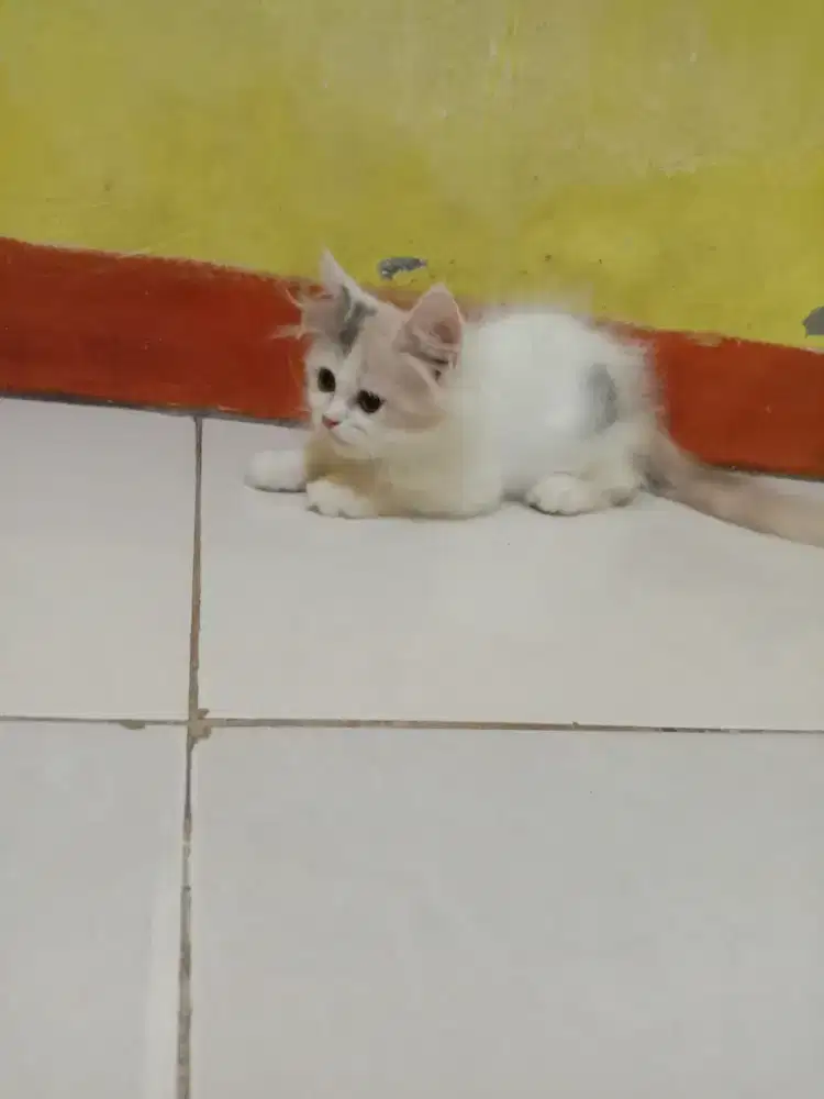 Lepas adopsi kitten keturunan peaknose