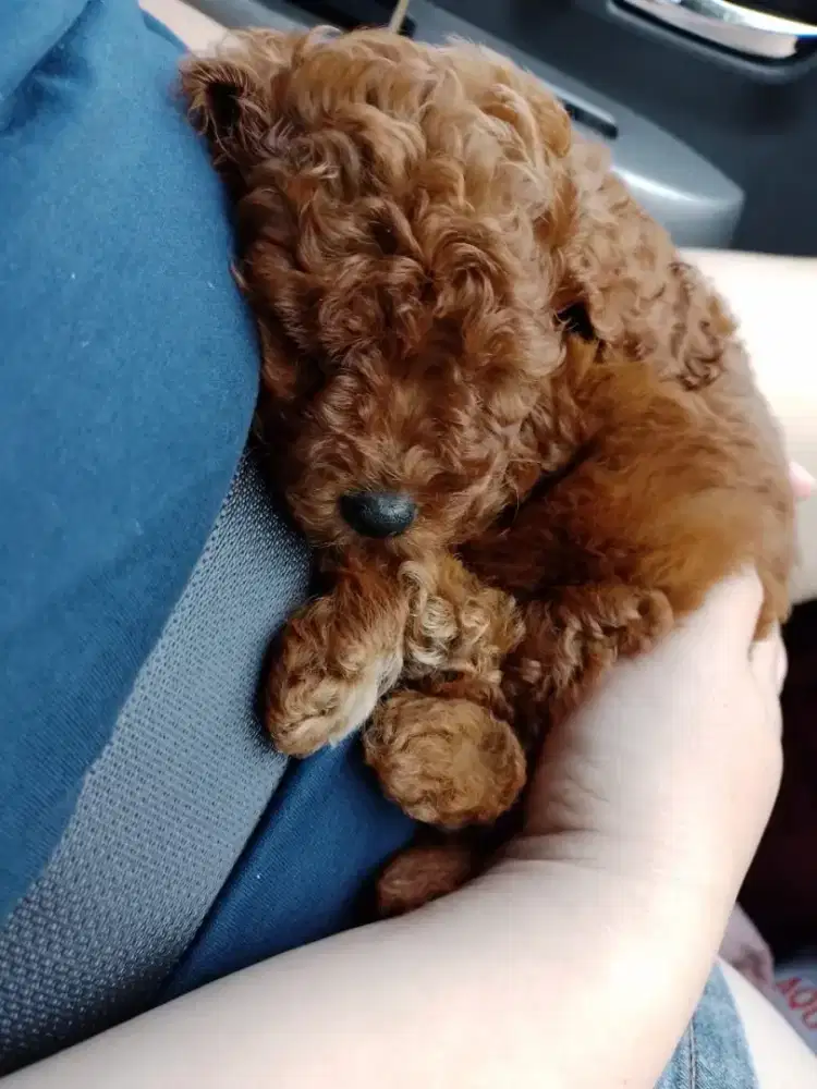 Dijual Anakan Anjing Toy Poodle