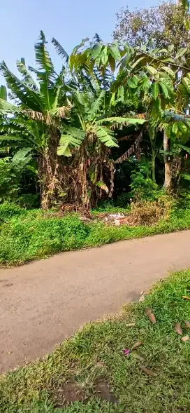 TANAH BUAT RUMAH TINGGAL DAN KONTRAKAN GNSINDUR