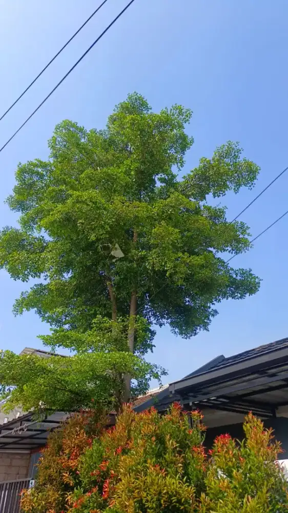 Jasa tebang pohon dan potong rumput