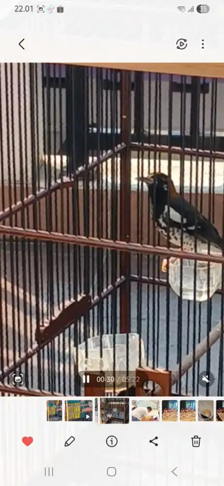 Jual burung anis kembang sudah ngeroll .