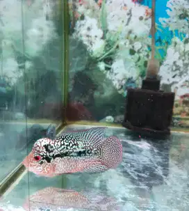 Ikan louhan cencu