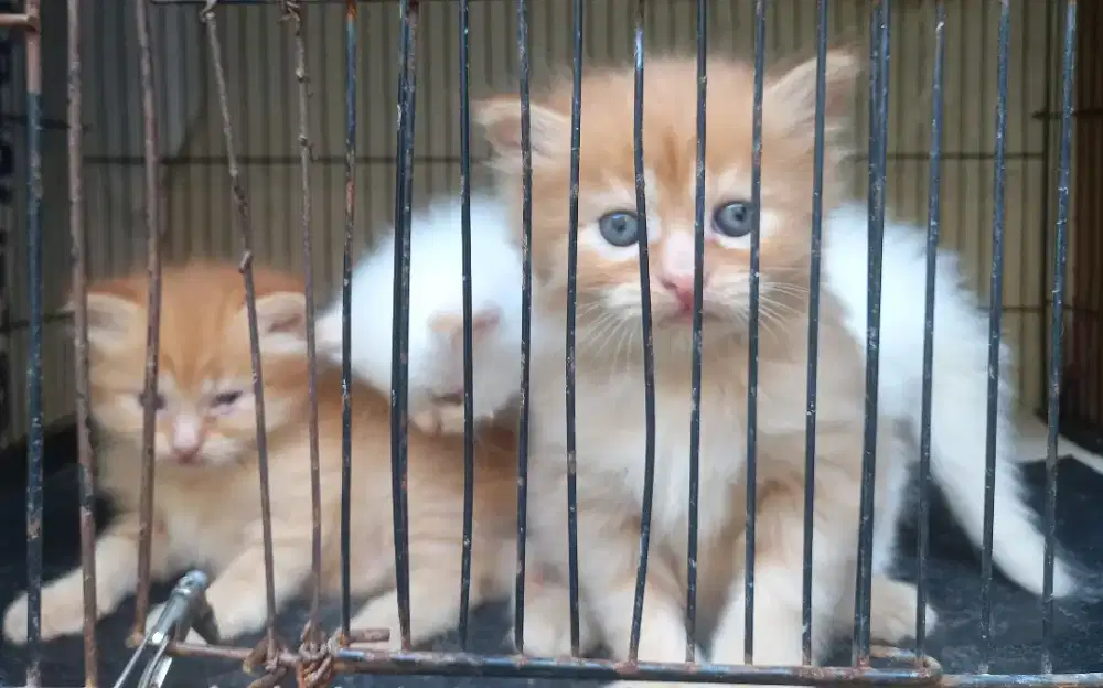 anak kucing persia 3 ekor
