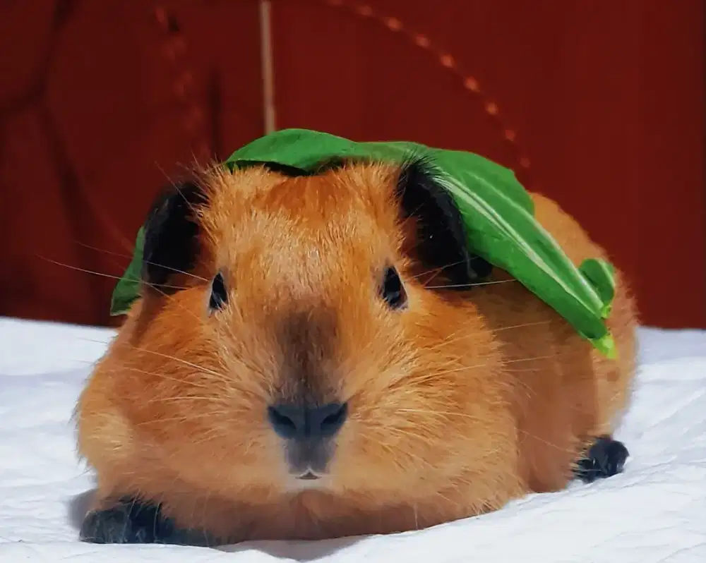 Sepasang Geunia Pig California