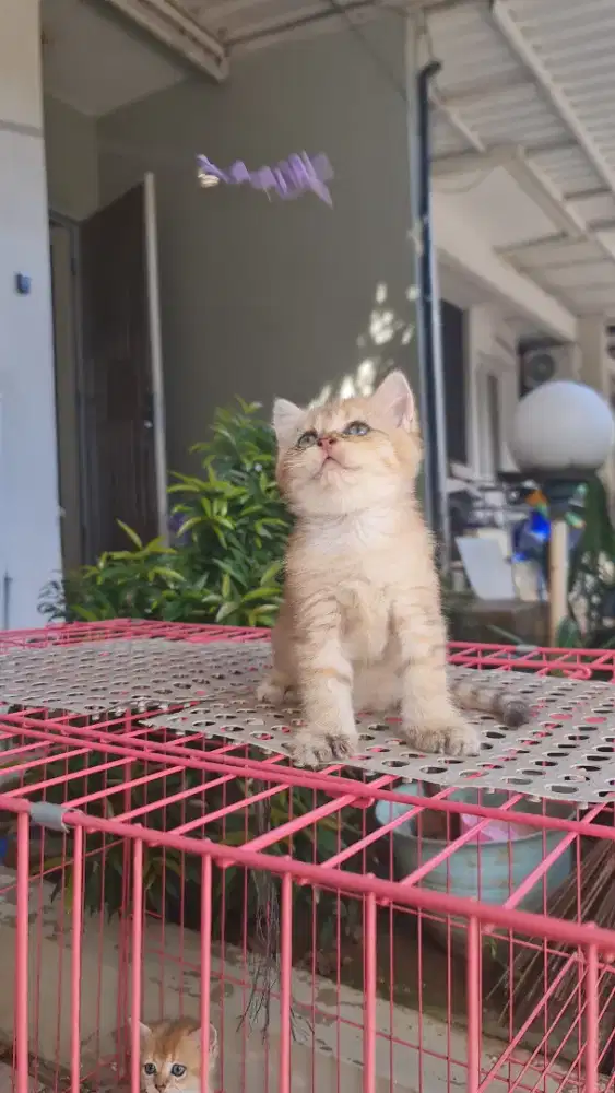 British Shorthair BSH Golden NY23 ped betina